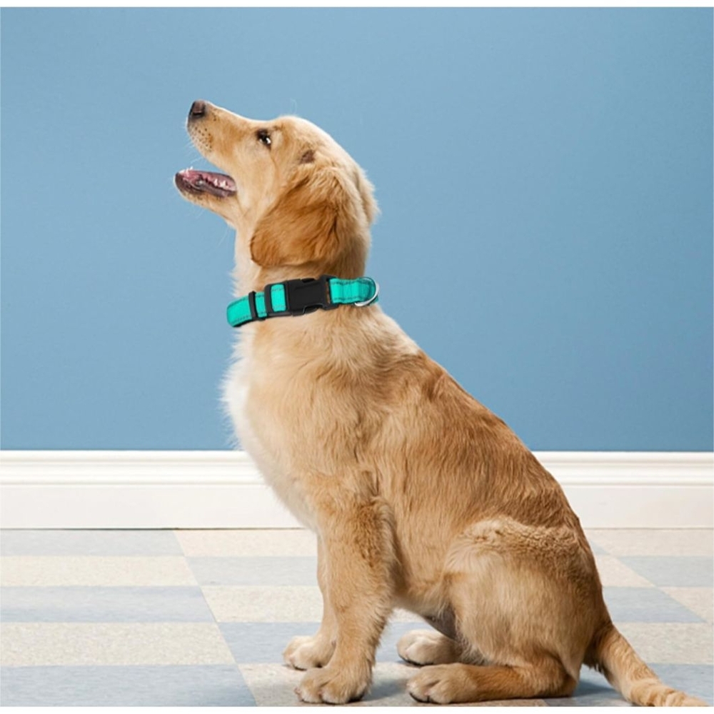 Aqua Dog Collar